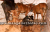 Gangolli: Cattle smuggling vehicle seized; 1 arrested